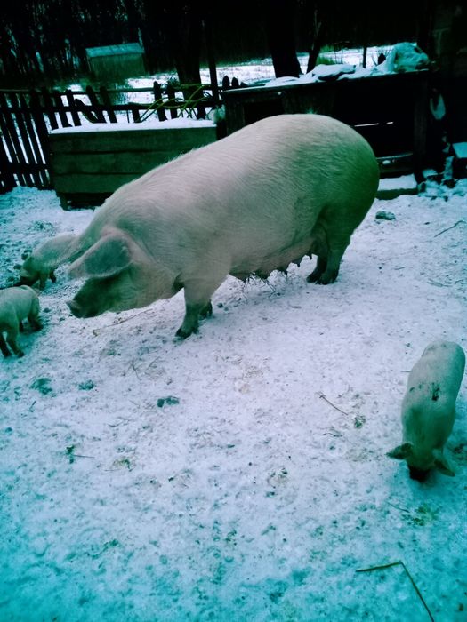 Продам ремку,свинку на свиноматку  мати f1