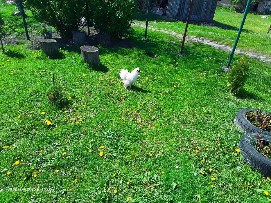 Півні китайської пухової