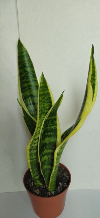 Planta Espada de São Jorge em Vaso 12,5 cm