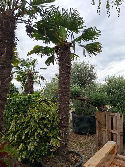 Palma Trachycarpus wagnerianus – palma wachlarzowa