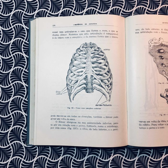 Compêndio de Zoologia - Augusto C. G. Soeiro