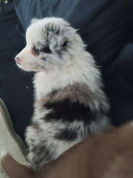 Suczka Blue Merle szmaragdowe oczy.