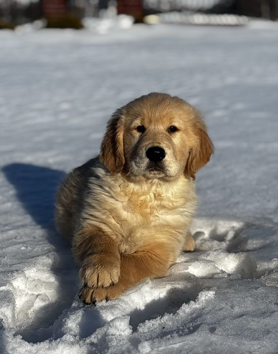 Piesek Golden Retriever