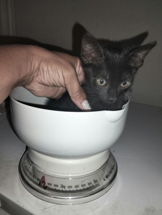 Gata bebé para adoção responsável