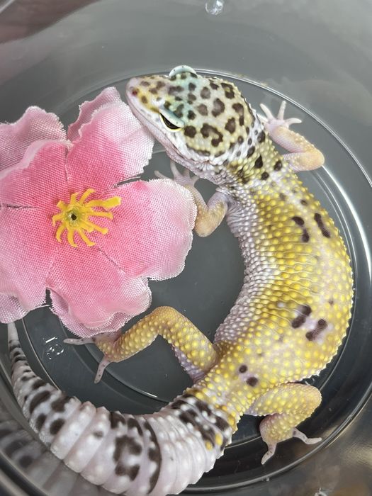 gekon lamparci tangerine super hypo mack snow albino samica samiec