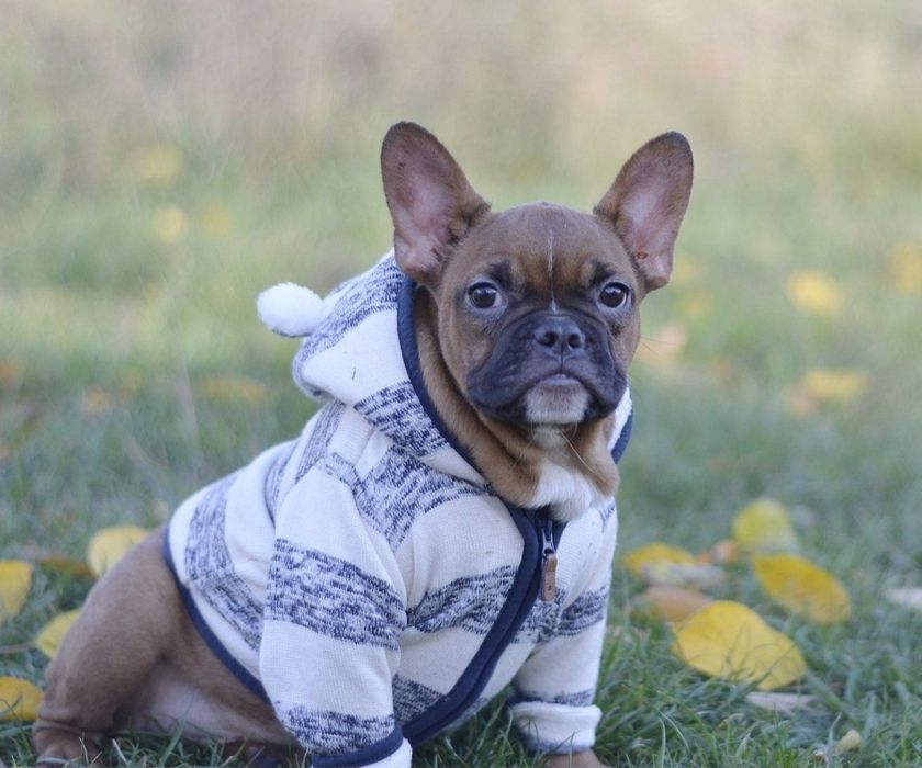 Яскраво червоний бульдожик.