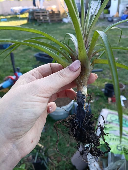 tillandsia strictwa oplątwa
