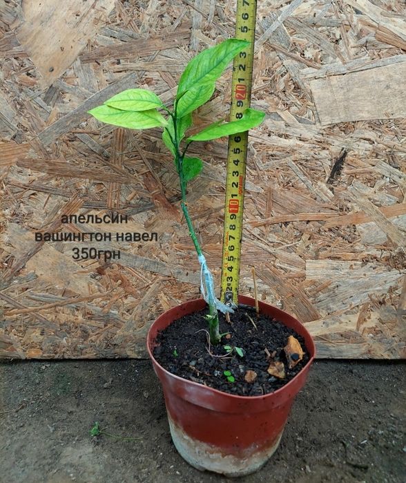 Продаж кімнатних цитрусові різних сортів