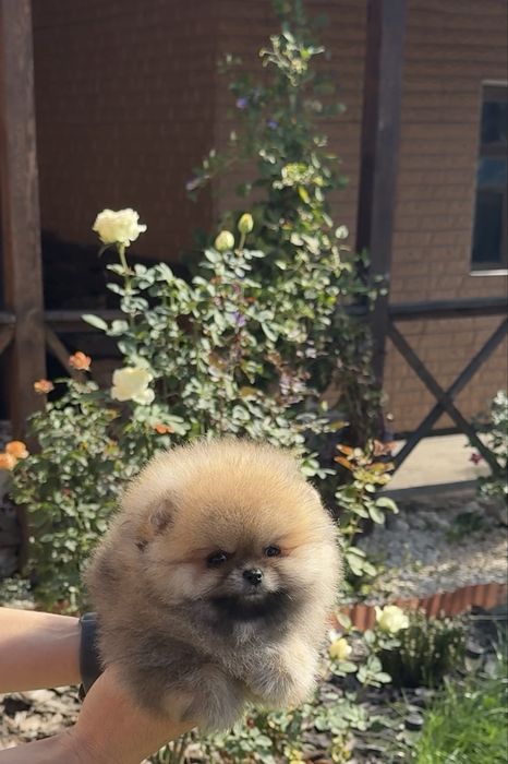 Міні хлопчик Померанського шпіца Teddy!