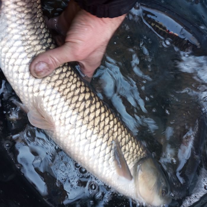 Karp lin Amur itp
