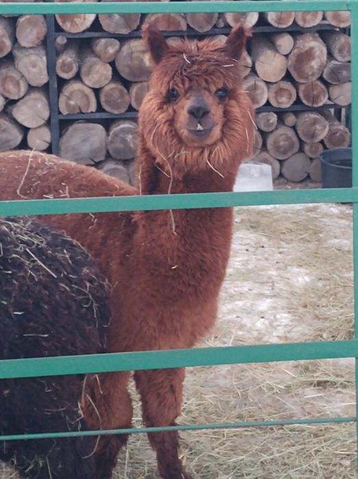 Alpaka surri huacaya samica, samiec, zamiana