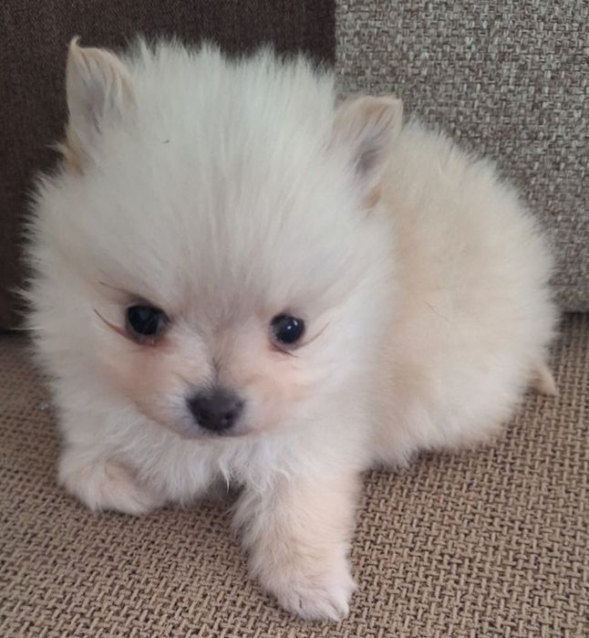 Spirz Lulu Anão Alemão Branco Lulu  da  pomerânia  Alemão  Anão