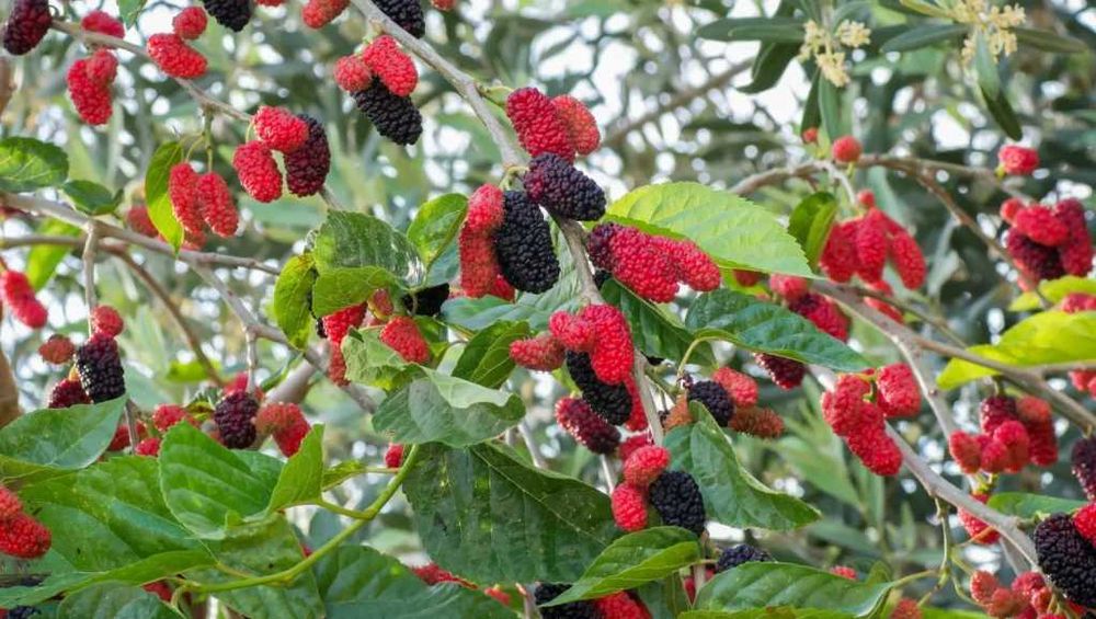 amoreira a dar fruto