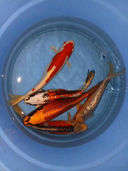 Carpas koi selecção premium