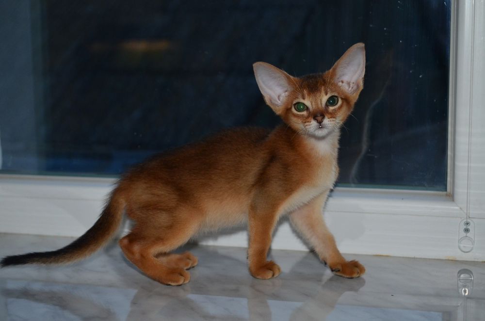 Абиссинский мальчик)