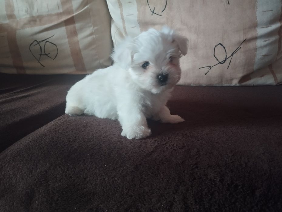 Bichon maltês macho