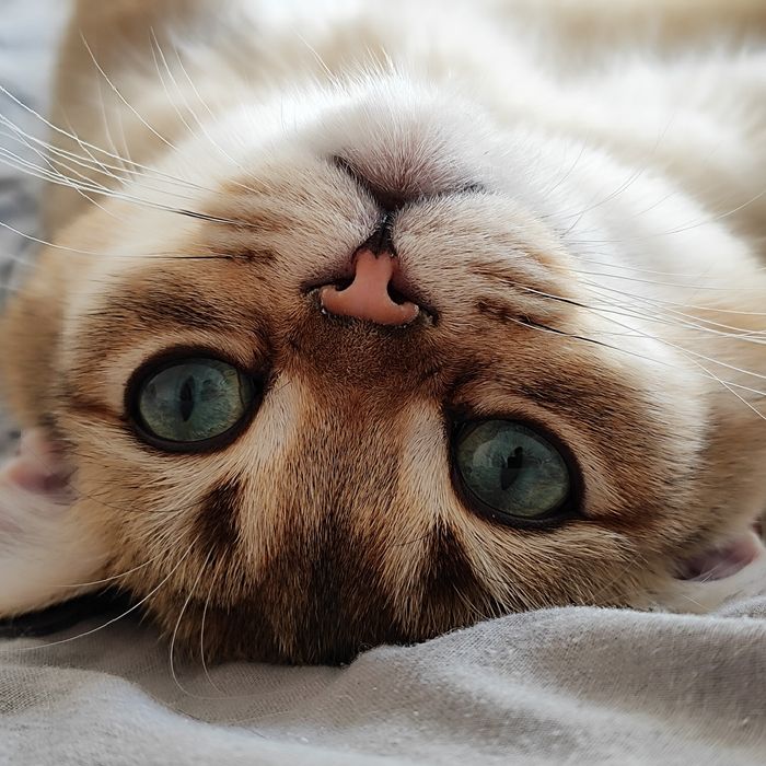 Котик золота шиншила на в'язку. Кіт для в'язки шотландський