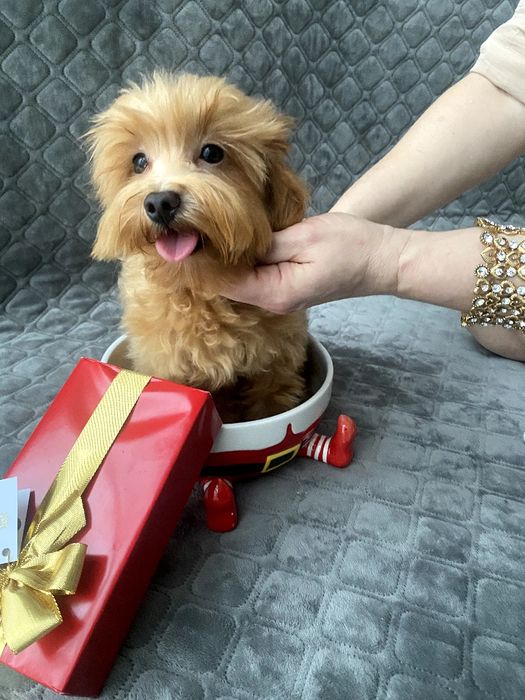 Мальтіпу хлопчик F1