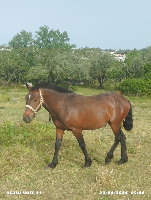 Cavalo cruzado quarto de milha.