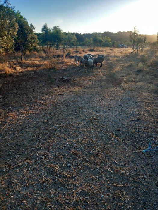 Vendo animais de quinta ovelhas ou cabras