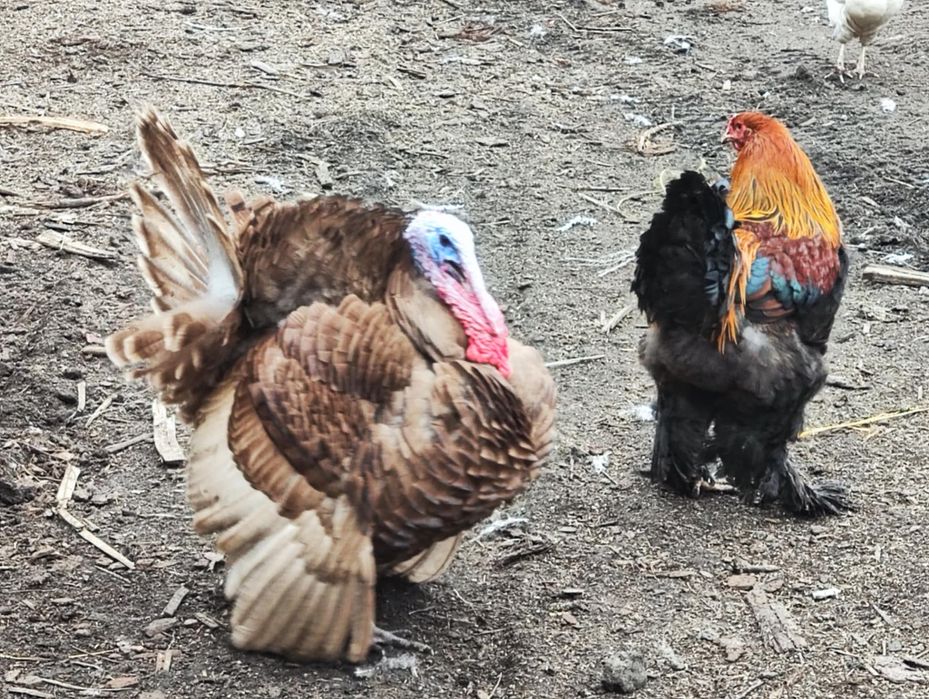 Już niosą jajka: Perliczk, kaczki pekin,krzyżówka,indyki