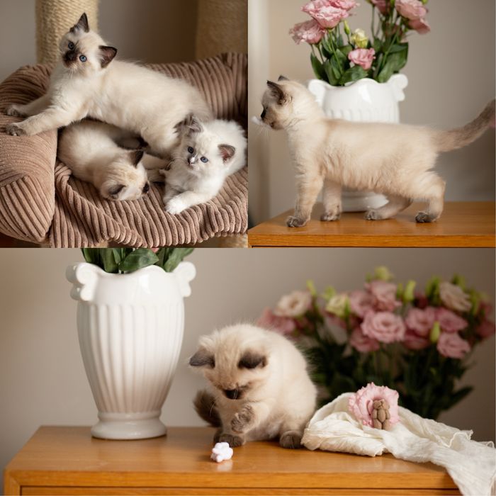 Koteczki Ragdoll -GABI i GAYA ( Koteczka Gaya zarezerwowana )