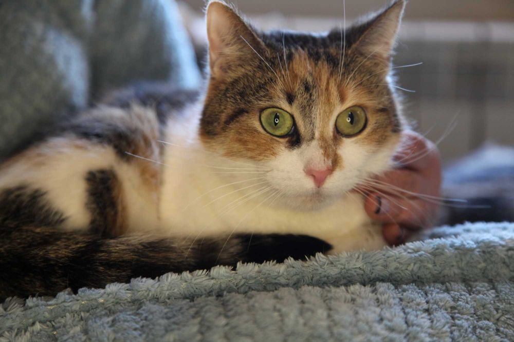 Шукаємо родину для кицюні