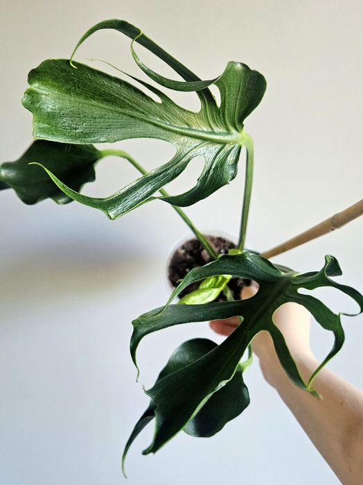 Kolekcjonerska Monstera Unniiae ukorzeniona pędówka