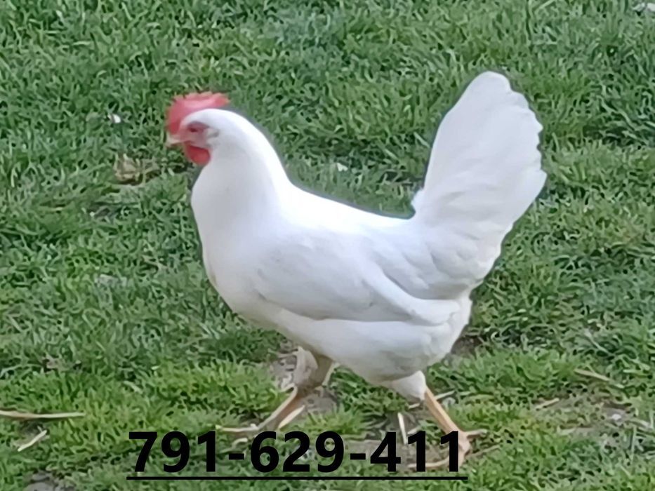 Kury Nioski Rosa Lohman Brown Sendy Leghorn Isa Dominant Tricolor Blue