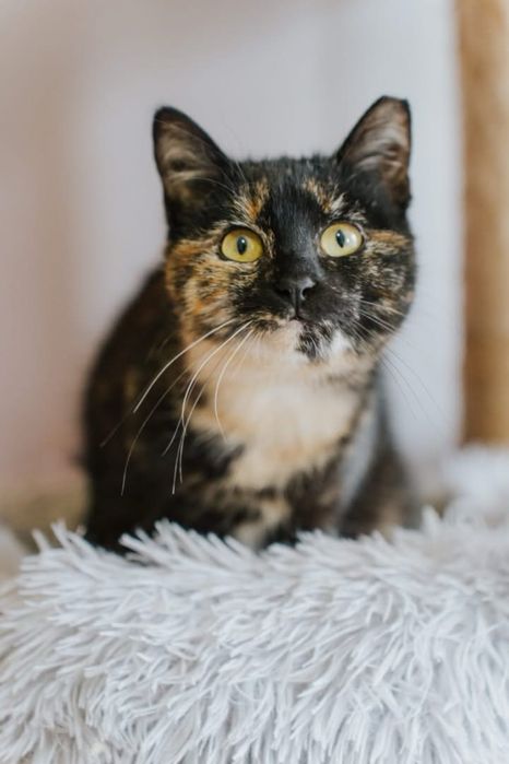 Kali para adoção responsável