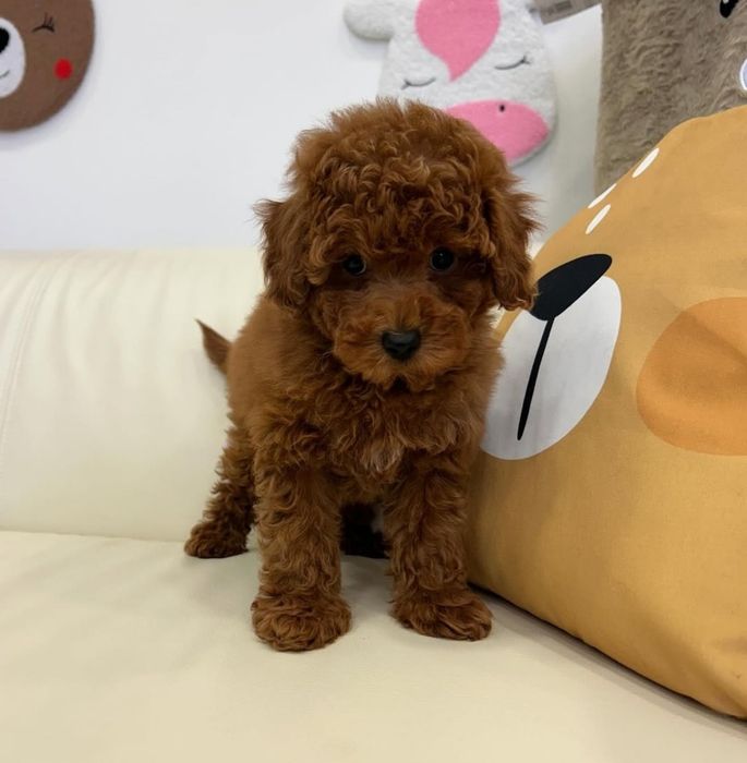 Супер красунчік той Пудель,ред браун темний