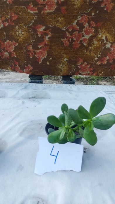 Продам грошове дерево