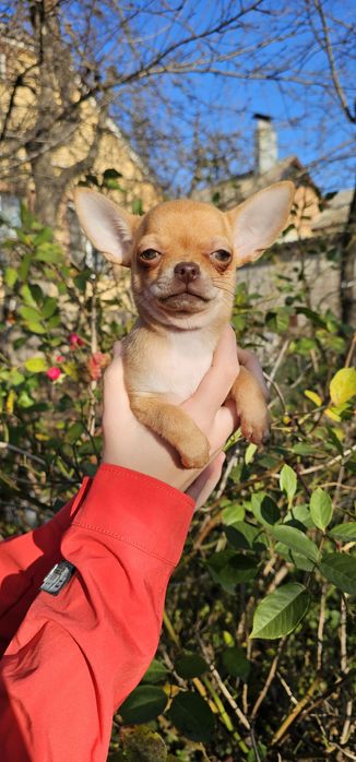 Чихуахуа КСУ девочка