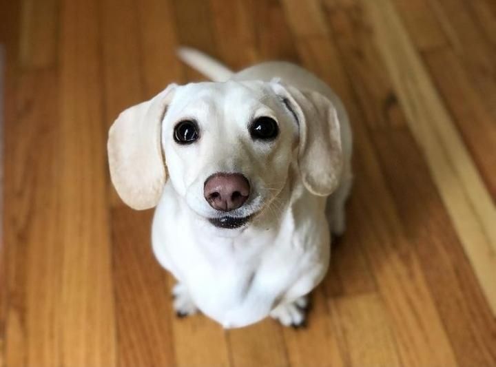 Цуценя від білого батька