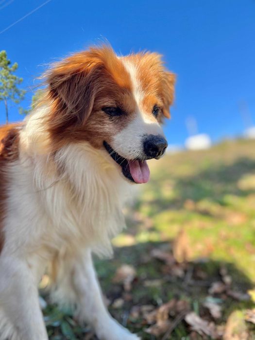 O Black e Pantufa procuram um novo lar