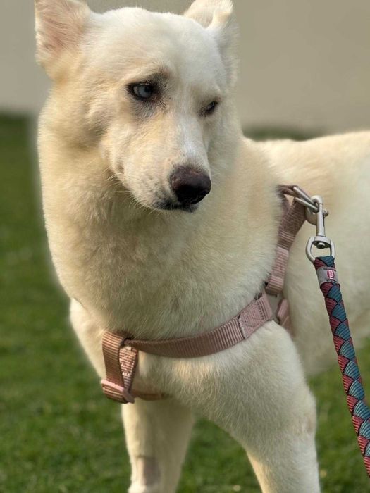 Błękitnooka śnieżynka Akire w typie husky