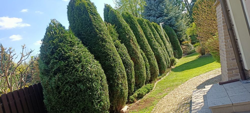 Firma Ogrodnicza "Mazurek" - Usługi ogrodnicze. Mycie kostki brukowej