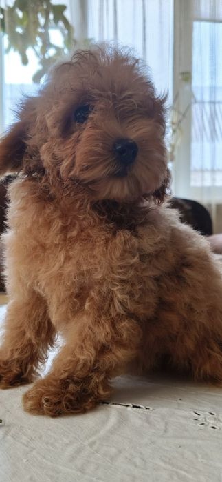 Той пудель ксу девочки и мальчики