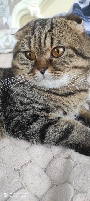 В'язка шотландський  висловухий