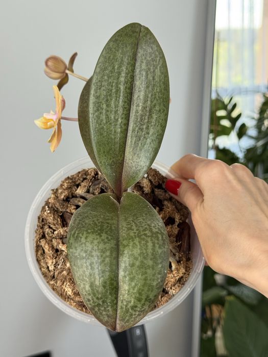 Орхідея парфумерна фабрика в асортименті