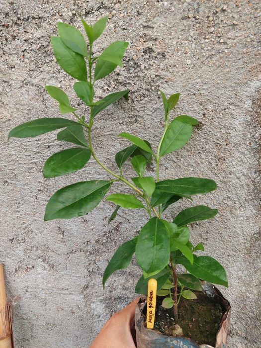 Araça Goiaba - Psidium longipetiolatum.