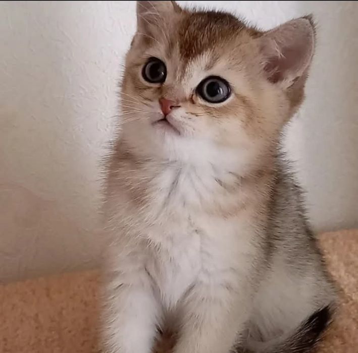 Чарівний котик британська золота шиншила