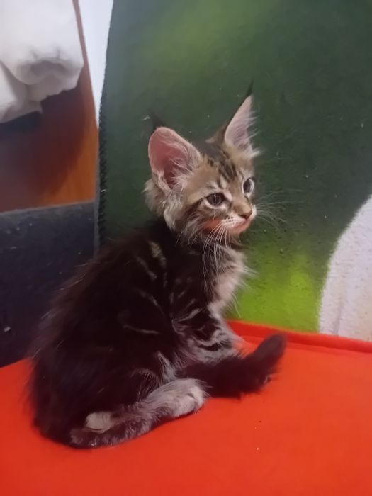 Kocurek Maine Coon o imieniu Casper
