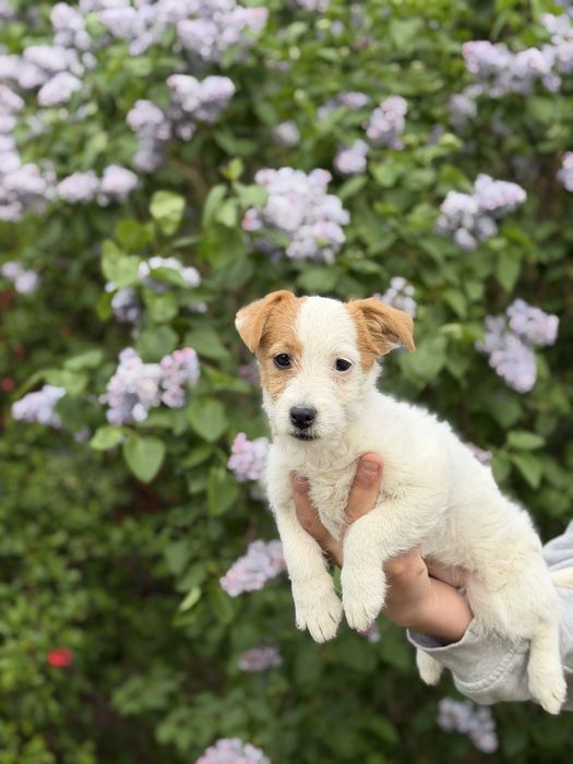 Suczka Jack Russell terrier ZKWP/FCI szorstkowlosa