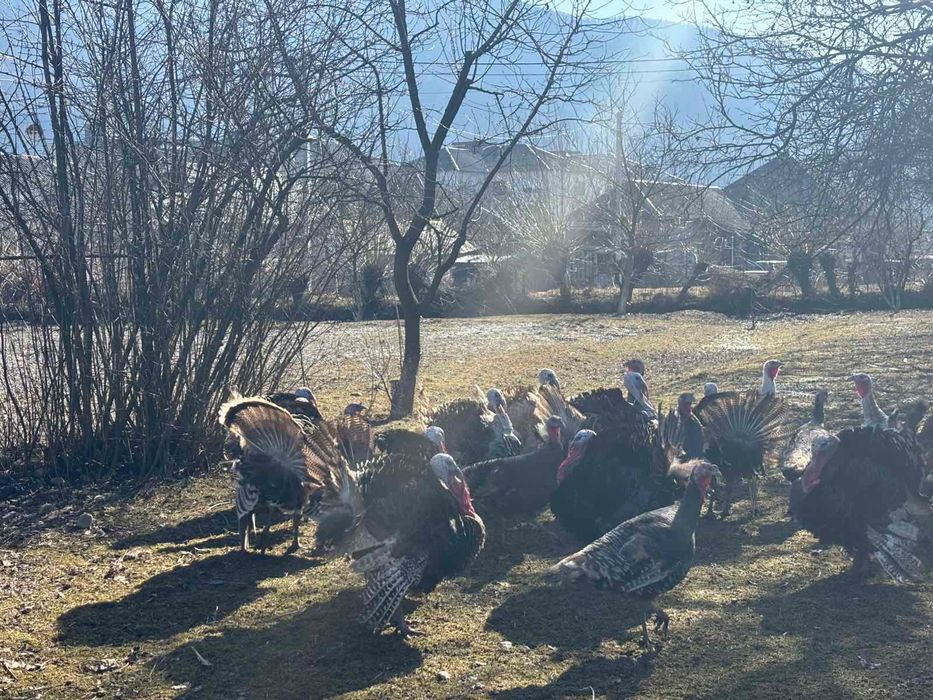 Продам молодих індиків