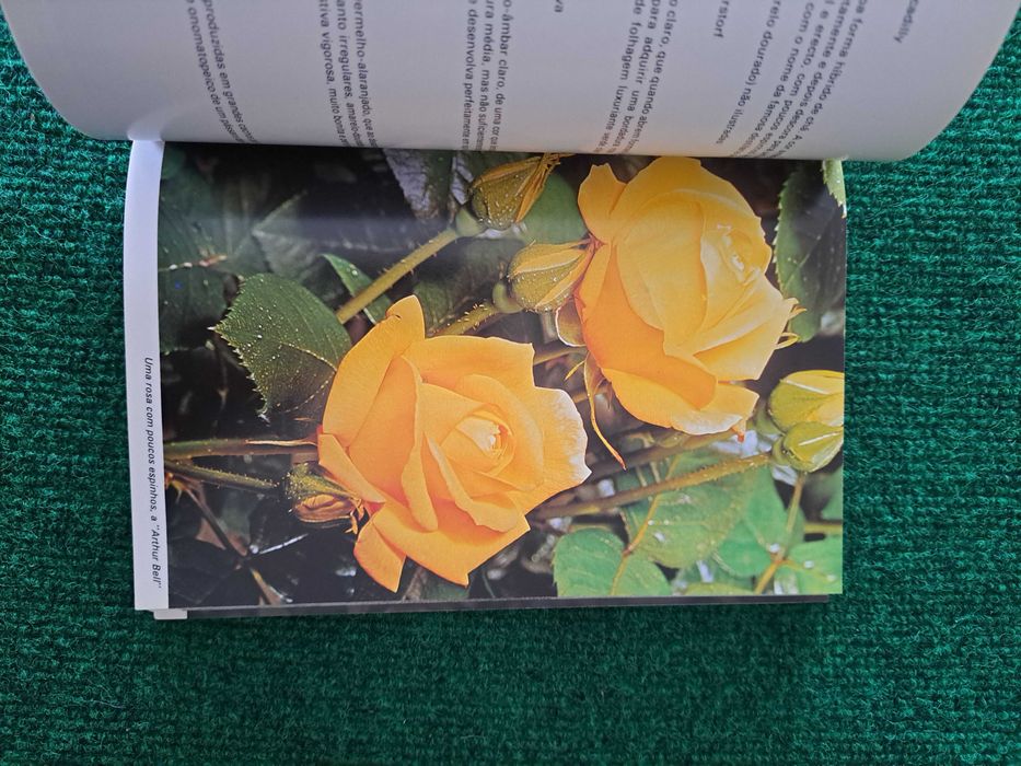 Guia Prático das Rosas - Mark Mattock