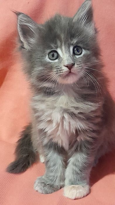 Чудові кошенята мейн кун.