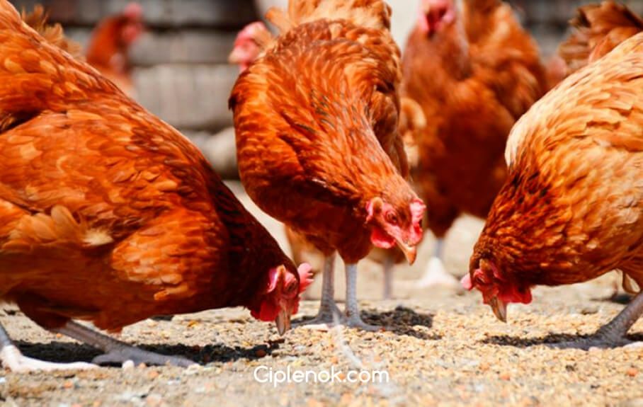 Инкубационное яйцо курицы Тетра Н (Венгрия и Украина)