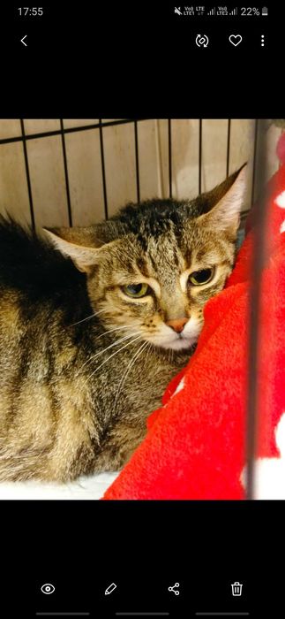 Kotka Misia szuka kochajacego domu