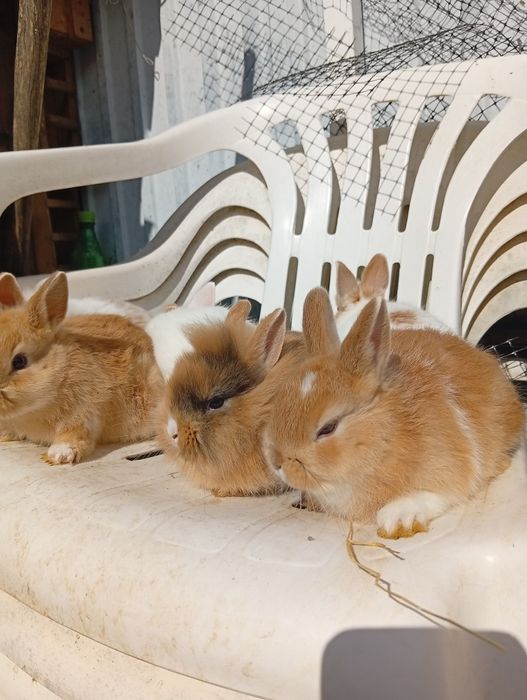Coelhos anões já a comer sozinhos